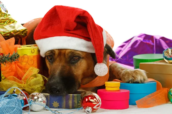 Рождественская собака — стоковое фото