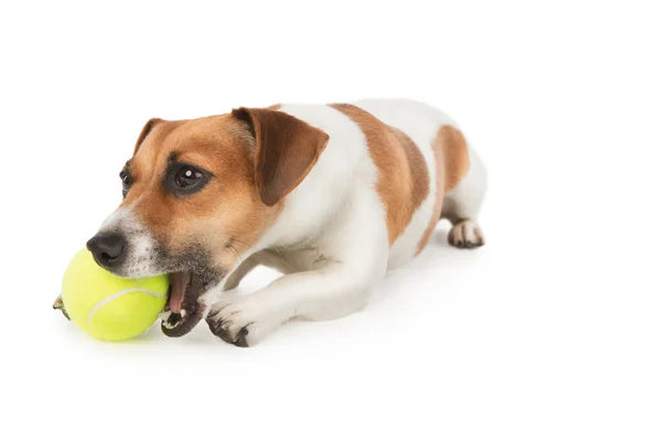 Собака с удовольствием жевательные желтый теннисный мяч. Джек Рассел терьер щенок играет с игрушкой на белом. Студия выстрел — стоковое фото