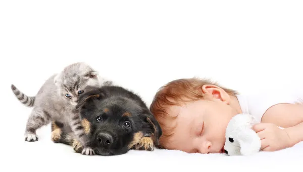Спать мальчика и щенка — стоковое фото