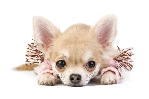 Милые чихуахуа щенок с розовым шарфом — стоковое фото