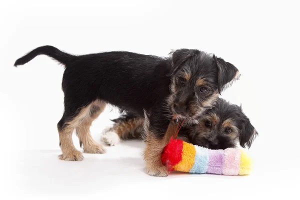 Две молодые собаки терьер микс играют друг с другом — стоковое фото