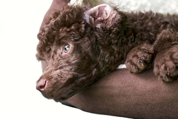 Миниатюрный пудель щенок в своей постели — стоковое фото