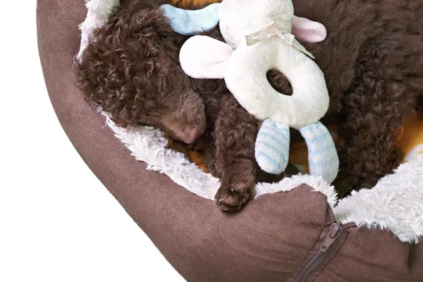 Миниатюрный пудель щенок в своей постели — стоковое фото