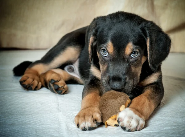Смешанные rotweiler щенок — стоковое фото