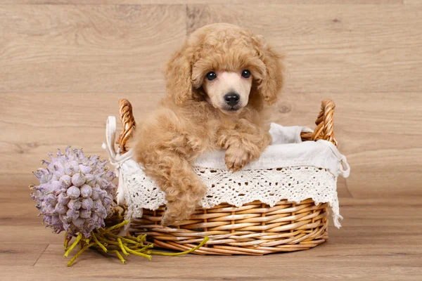 Пудель щенок в корзинке — стоковое фото