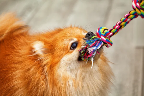 Игривый собак играть - тянет игрушка — стоковое фото