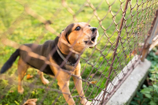 Симпатичные сторожевая собака за забором, лай — стоковое фото