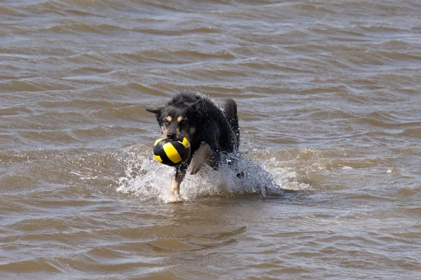 Собаки, купание в Северном море — стоковое фото
