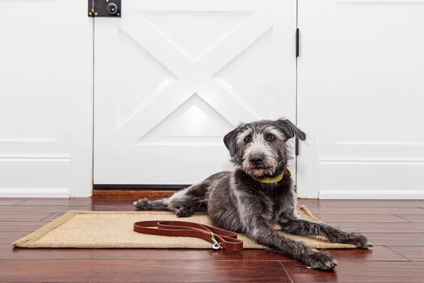 Собака, устанавливающий перед дверью — стоковое фото