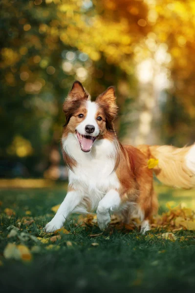 Молодой пограничный колли собака играет с листьями осенью — стоковое фото