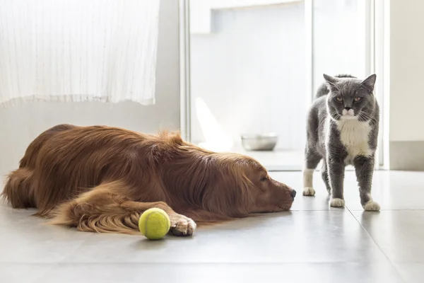 Кошки и собаки — стоковое фото