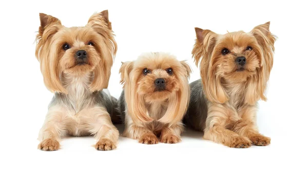 Три собаки с прической — стоковое фото