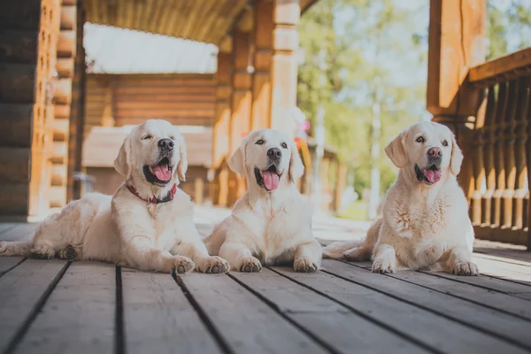 Собаки породы золотистый ретривер — стоковое фото