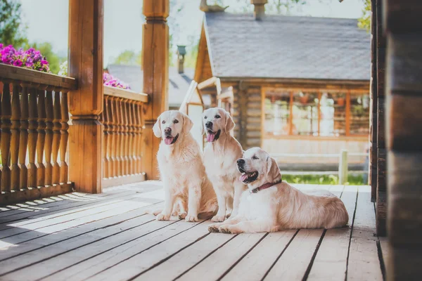 Собаки породы золотистый ретривер — стоковое фото