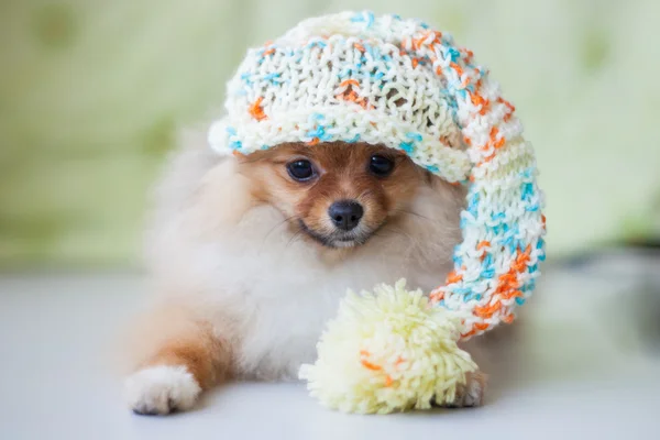 Милый щенок Поморское в вязаной шапке — стоковое фото