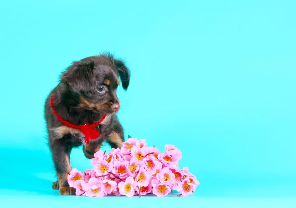 Милый коричневый щенок с длинными волосами. Красивая собака и розовый букет — стоковое фото