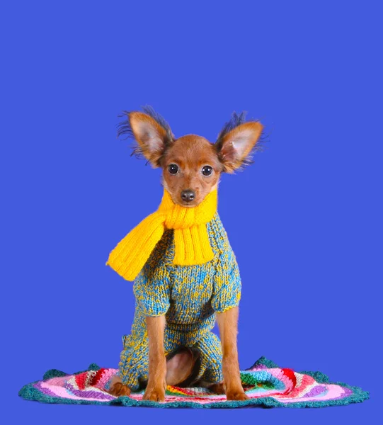 Красивый рыжий щенок в вязаной одежде. Русская игрушка — стоковое фото