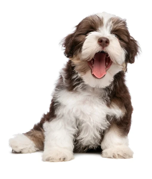 Смешные зевая вам havanese щенок — стоковое фото