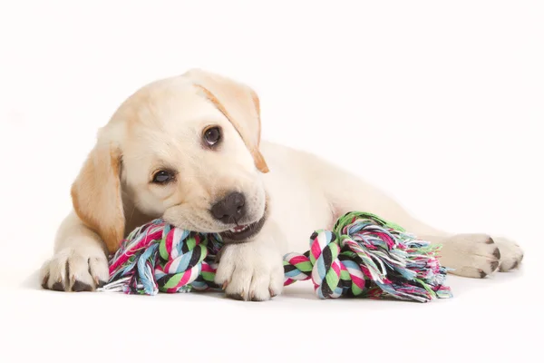 Лабрадорский щенок, резкий в цветной игрушке — стоковое фото