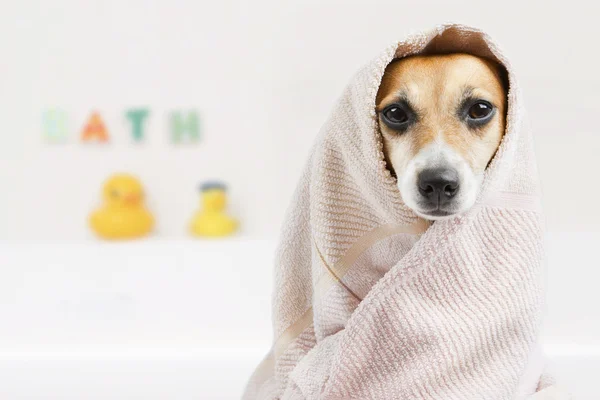 Ванна вымыла собаку — стоковое фото