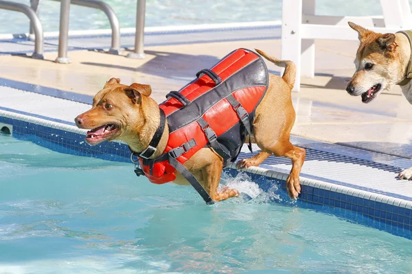 Собака прыгать в бассейн в спасательный жилет — стоковое фото