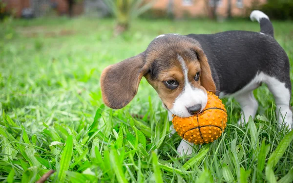 Бигль щенок играет с мячом — стоковое фото