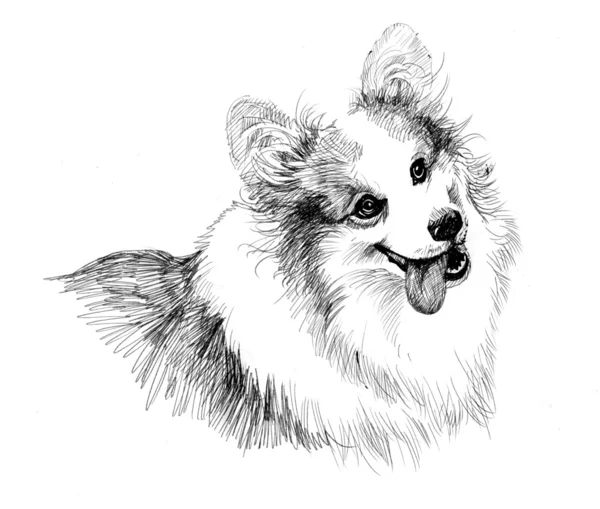 Щенок собака рисованной — стоковое фото