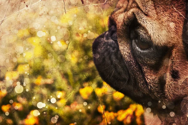 Красивый щенок мопса мужского пола — стоковое фото