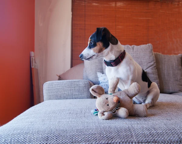 Щенок на диване с игрушкой — стоковое фото