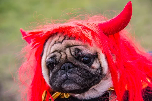 Собака Mops. Собака в костюме дьявола с рогами — стоковое фото