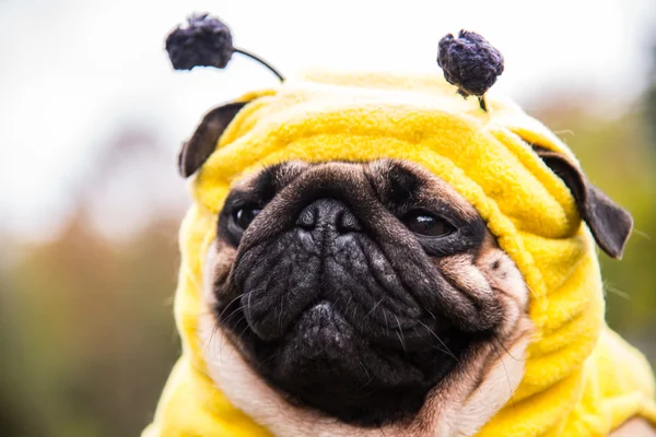 Собака Mops. костюм пчелы — стоковое фото