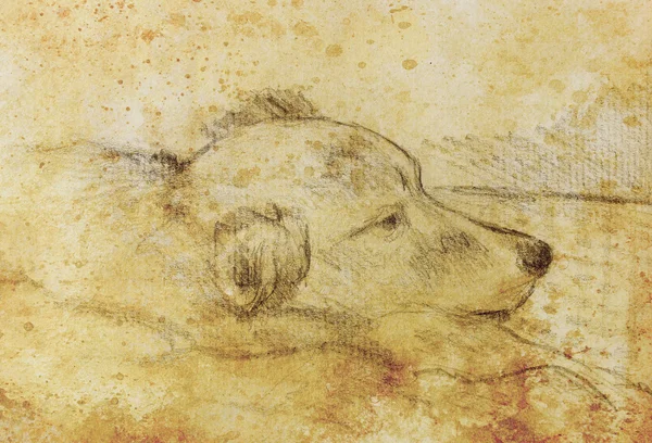 Рисование красивая Спящая собака на старой бумаге. Сепия цвет — стоковое фото