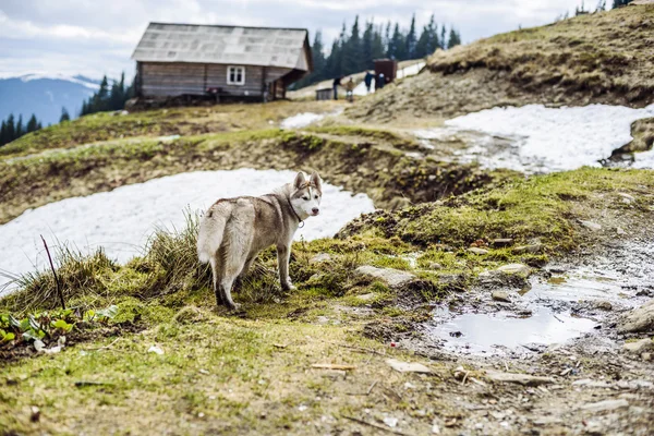 Сибирская хриплая собака — стоковое фото