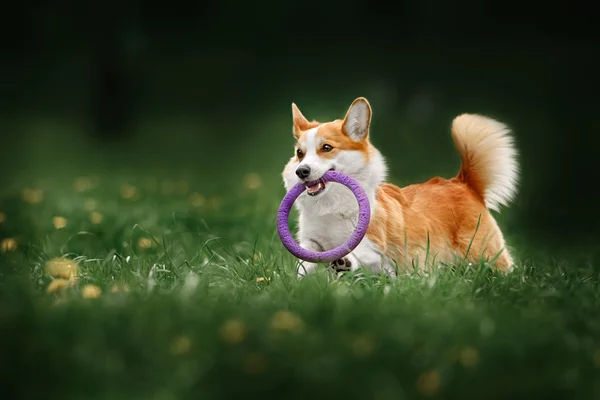 Пемброк Вельш корги собака работает на поле с цветами — стоковое фото