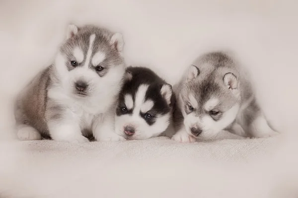 Три из щенков сибирской хаски — стоковое фото
