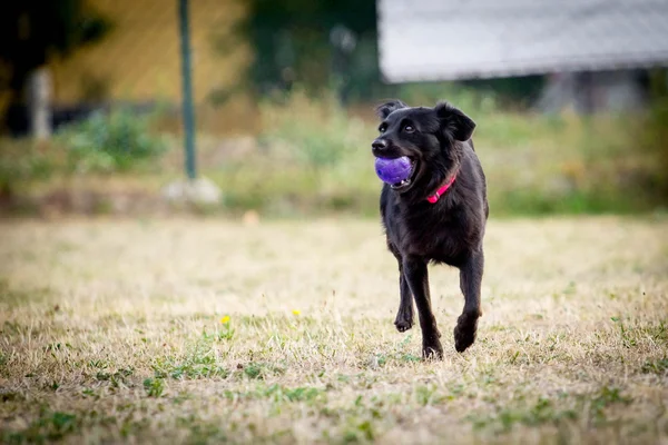 Собака с мячом — стоковое фото