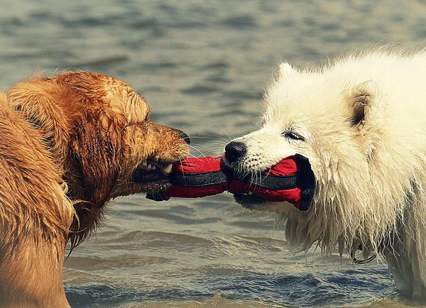 Собаки играют в воде — стоковое фото