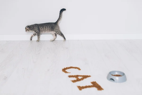 Серый кот, bowl еды — стоковое фото
