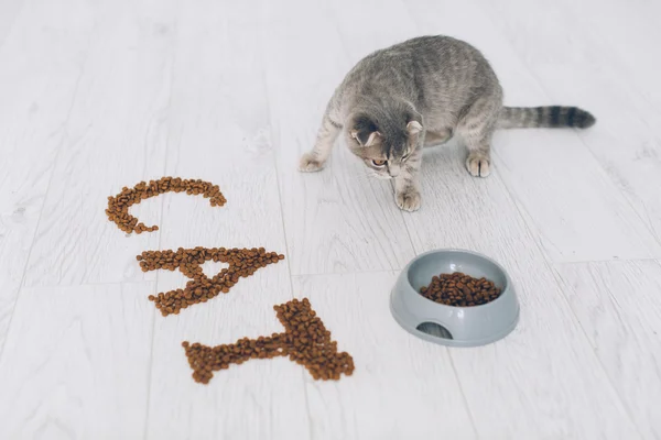 Серый кот, bowl еды — стоковое фото