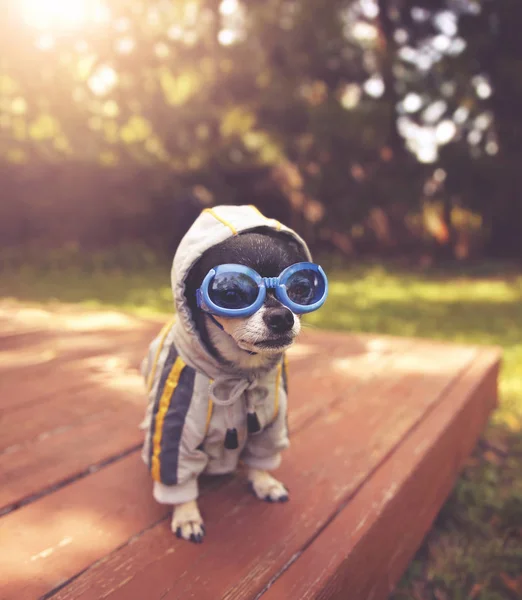 Симпатичный чихуахуа, сидя на палубе вне носить очки и пиджак теплый летний день тонированное с фильтром ретро Винтаж instagram — стоковое фото