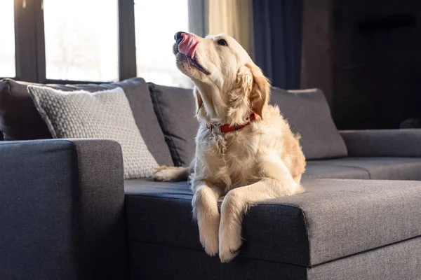 Собака золотистого ретривера — стоковое фото