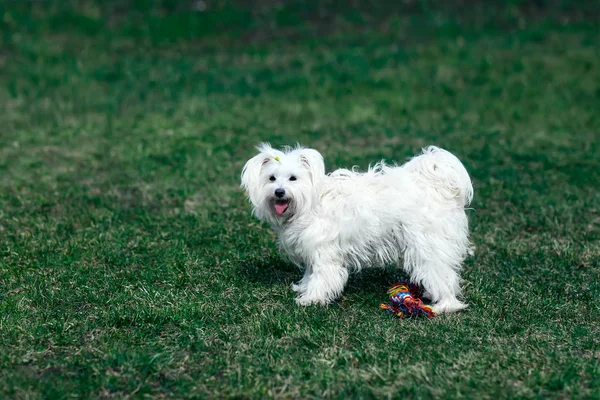 Милая собака, играя на открытом воздухе с игрушкой — стоковое фото