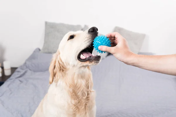 Собака, играющая с шаром — стоковое фото