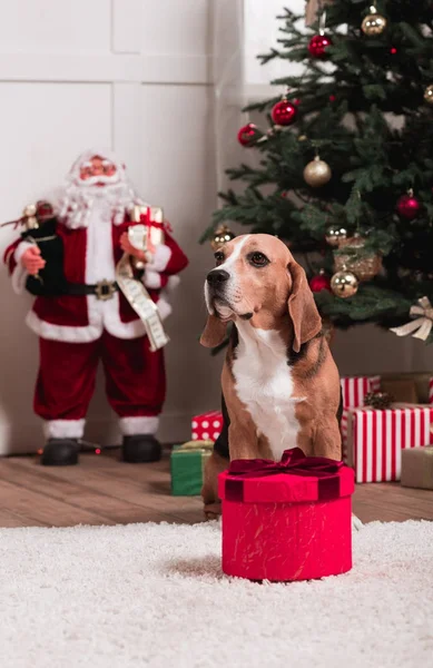Собака с Рождественский подарок — стоковое фото
