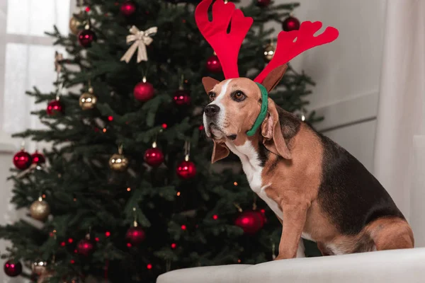 Бигл Собака с елкой — стоковое фото