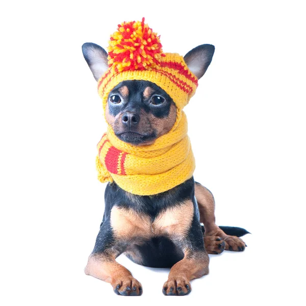 Смешная собака в вязаная шапка и шарф, портрет макрос изолированные — стоковое фото