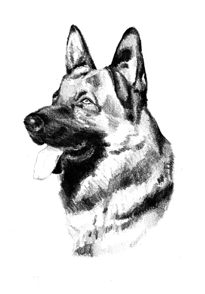 Иллюстрация искусства Смешные собаки — стоковое фото