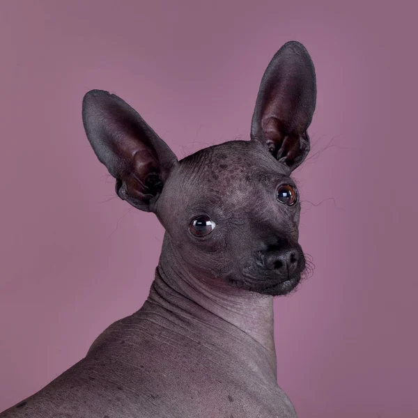 Собака мексиканской лысой — стоковое фото