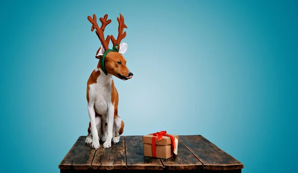 Собака, одетый как рождественский олень с подарком — стоковое фото