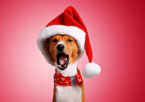 Красивая собака wering рождественские костюмы — стоковое фото